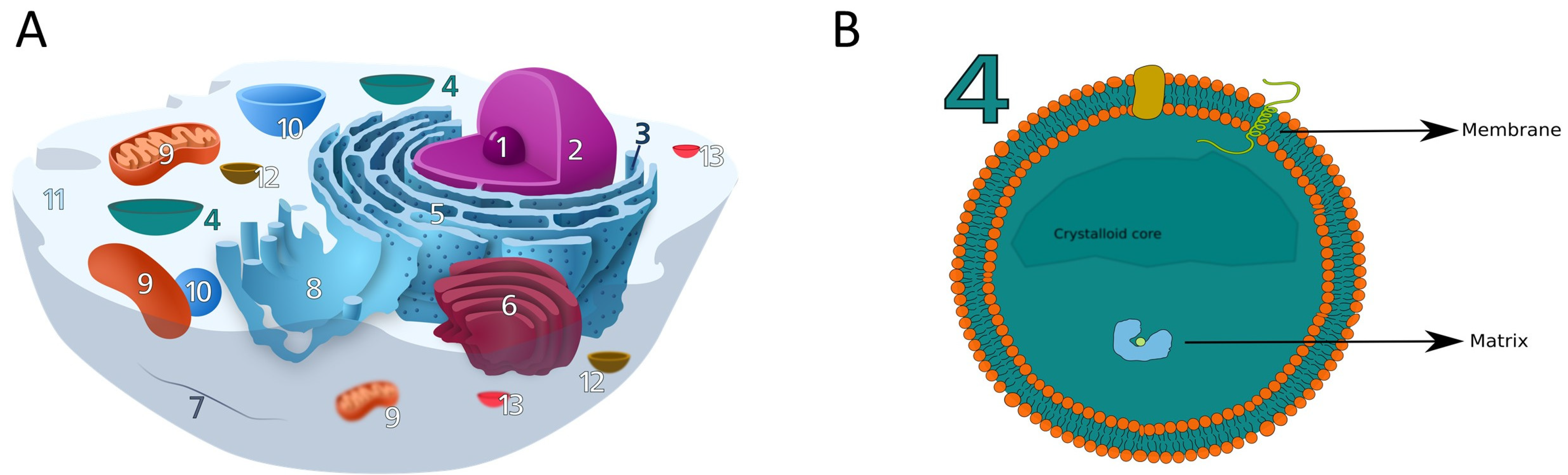 In-pero: Deep learning for peroxisomal proteins